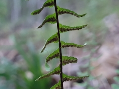 Asplenium platyneuron