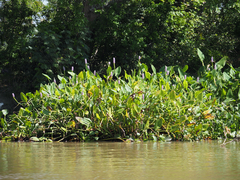 Pontederia sagittata