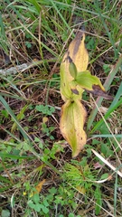 Cypripedium calceolus