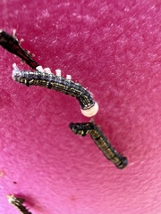 Phryganidia californica