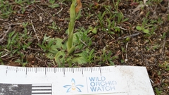 Pterostylis cycnocephala