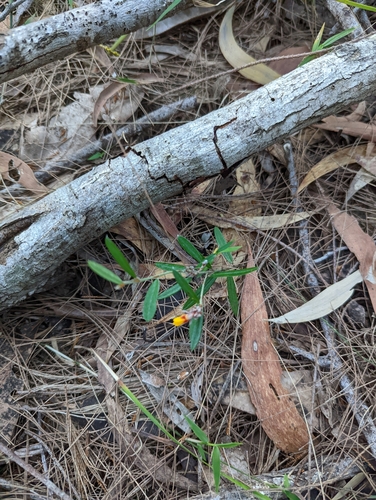 Pultenaea myrtoides, photograph 1