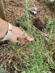 Erigeron bonariensis
