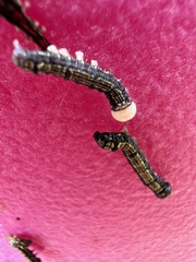 Phryganidia californica