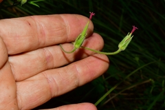 Geranium seemannii