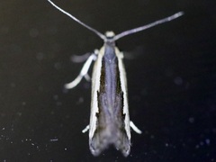 Dichomeris serrativittella