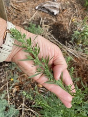 Erigeron bonariensis