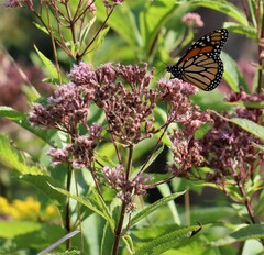 Eutrochium maculatum