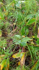 Epipactis atrorubens