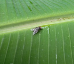 Calyptratae
