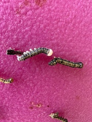 Phryganidia californica