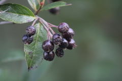 Aronia