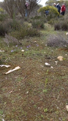 Pterostylis cycnocephala