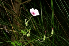Geranium seemannii