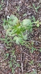 Pterostylis cycnocephala
