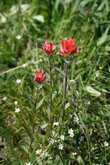 Castilleja elmeri