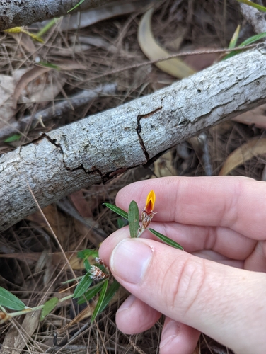 Pultenaea myrtoides, photograph 4