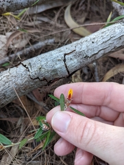 Pultenaea myrtoides, photograph Nick Swanson, CC0, iNaturalist via GBIF