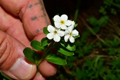 Lithospermum distichum