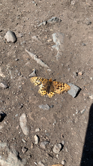 Nymphalidae