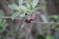 Aronia