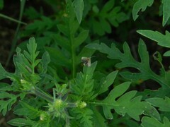 Ophraella communa