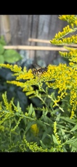 Helophilus fasciatus