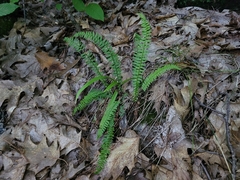 Asplenium platyneuron