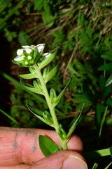 Lithospermum distichum