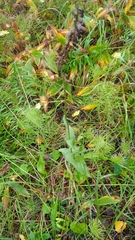 Epipactis atrorubens