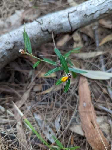 Pultenaea myrtoides, photograph 5