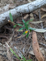Pultenaea myrtoides, photograph Nick Swanson, CC0, iNaturalist via GBIF