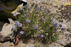 Polemonium eximium