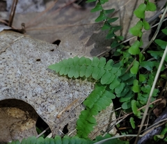 Asplenium platyneuron