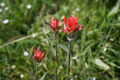 Castilleja elmeri