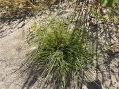 Fimbristylis vahlii