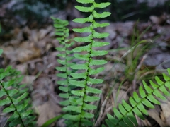 Asplenium platyneuron