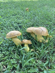 Pulchroboletus rubricitrinus