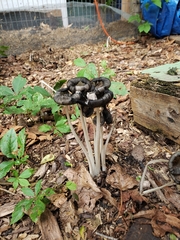 Coprinopsis variegata