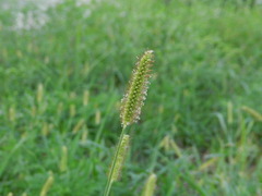 Setaria pumila