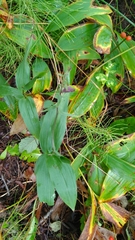 Epipactis atrorubens