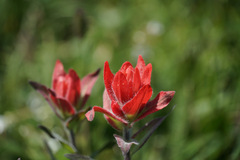 Castilleja elmeri