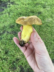 Pulchroboletus rubricitrinus