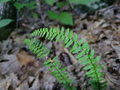 Asplenium platyneuron