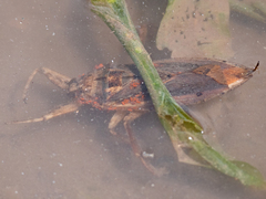 Lethocerus americanus