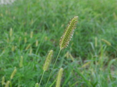 Setaria pumila