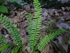 Asplenium platyneuron