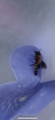 Megachile umbripennis