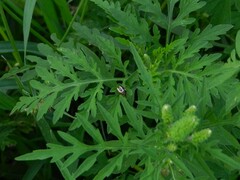 Zygogramma suturalis