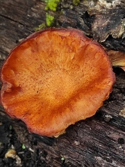 Heimiomyces tenuipes